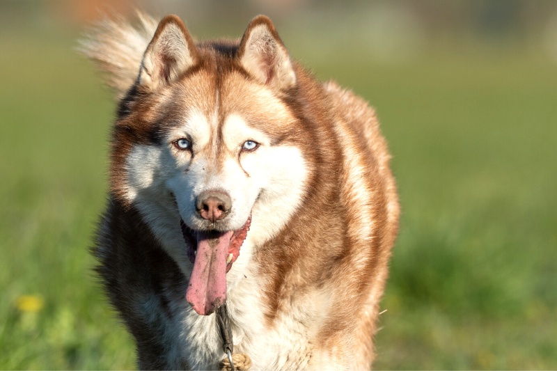 brown and white husky with blue eyes