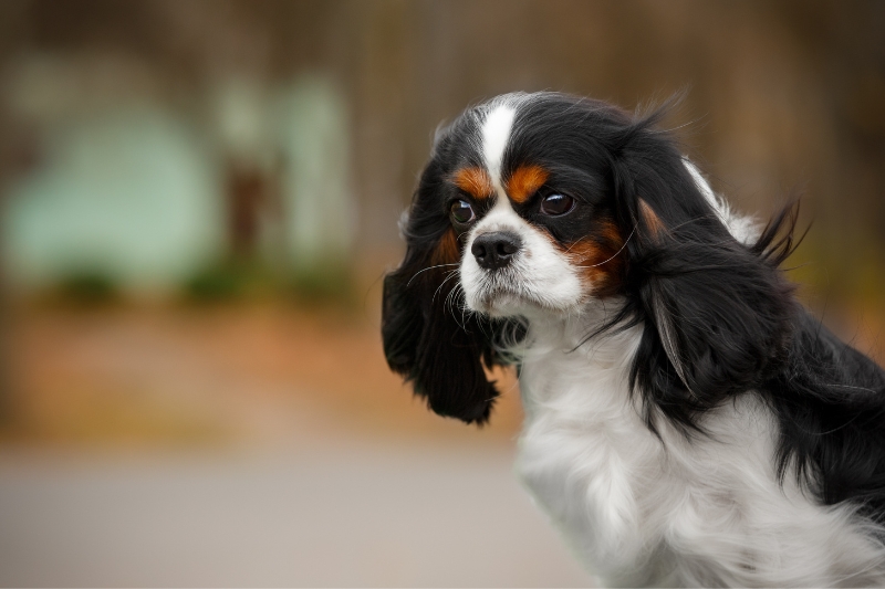 cavalier king charles spaniel portrait