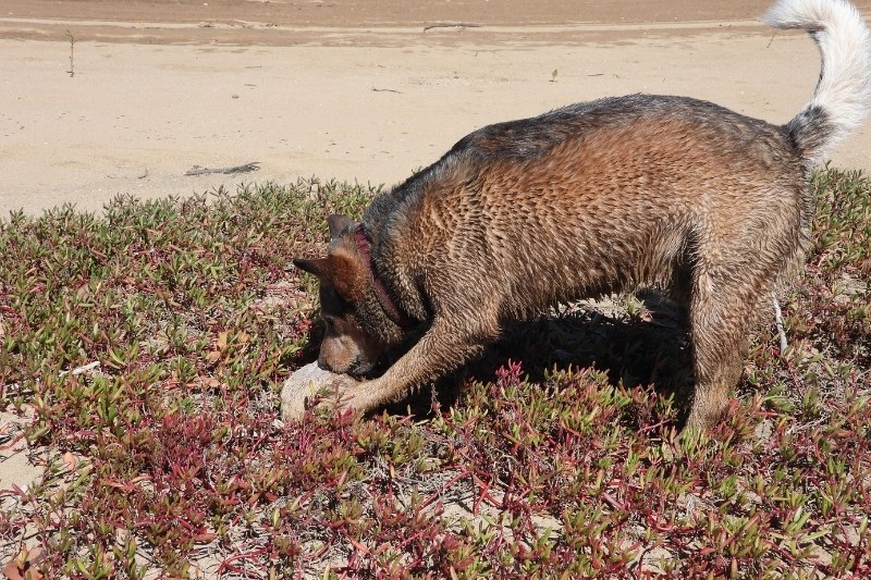 chien avec une noix de coco