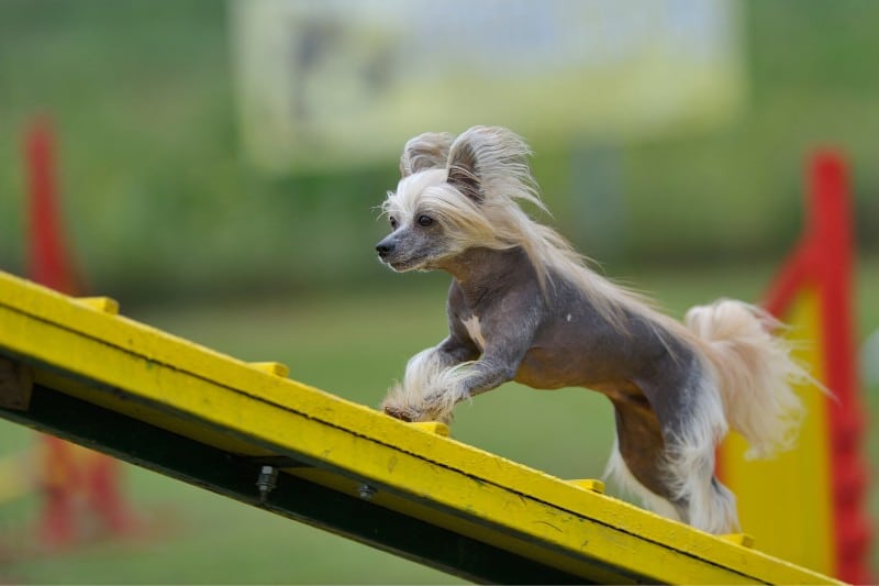 chinese crested dog doing agility