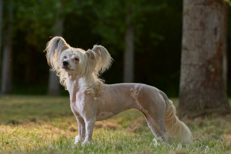 chinese crested dog side view