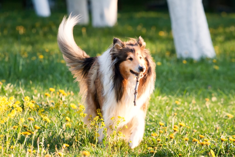 collie corriendo por el campo con un palo en la boca