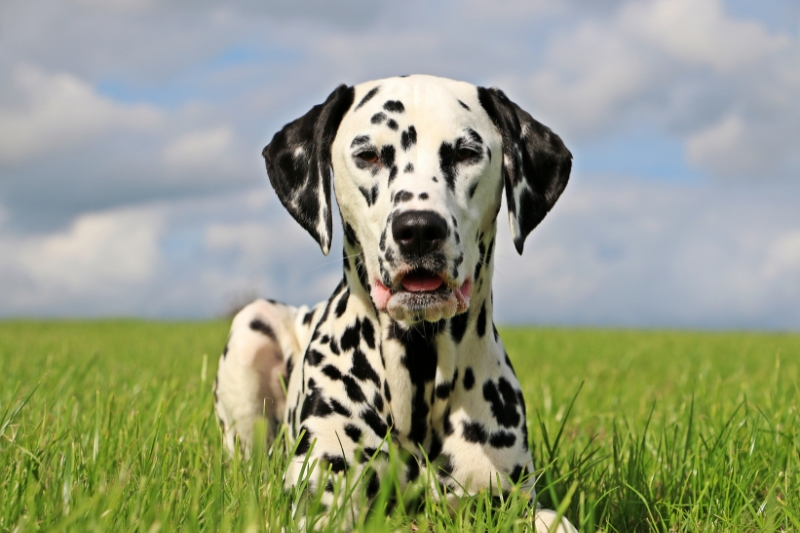 dalmatian portrait in field