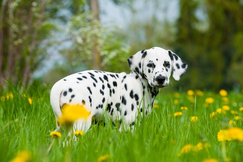 dalmatian puppy in a field with yellow flowers