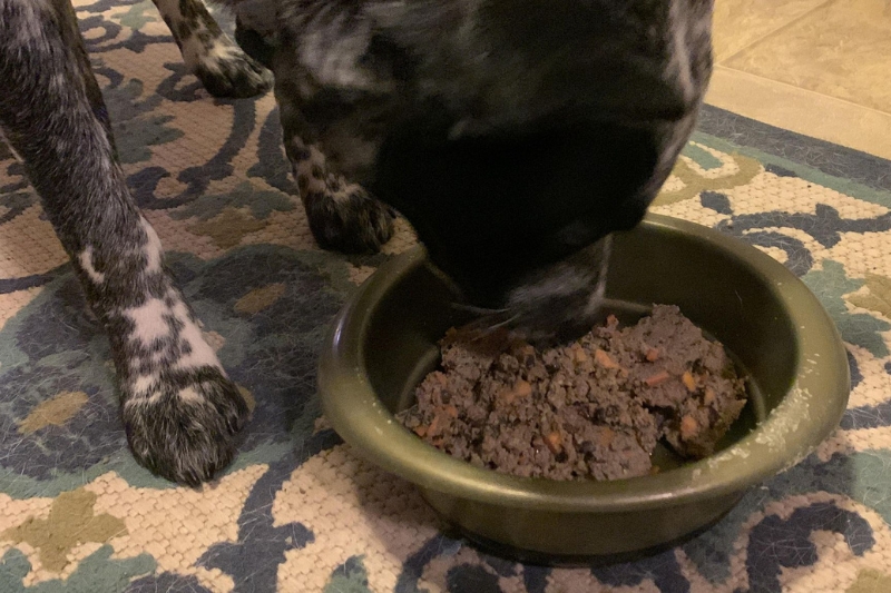 dog eating the farmers dog food