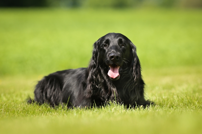 flat coated retriever in a field