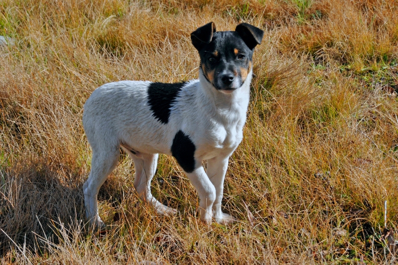 fox terrier in a field