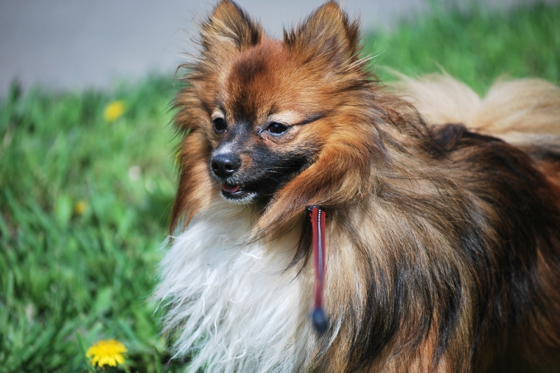 german spitz portrait