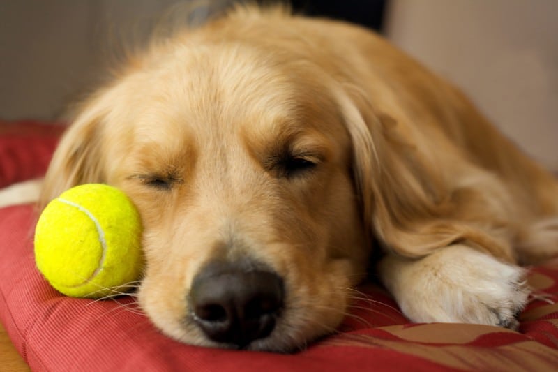 golden retriever qui dort sur un panier