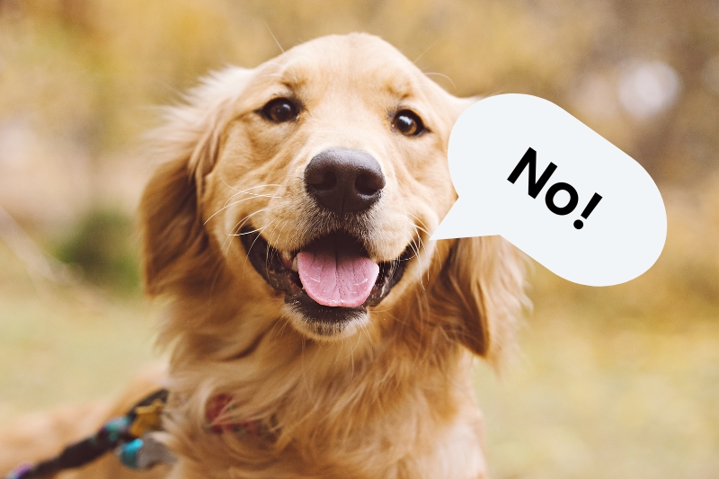 golden retriever saying no