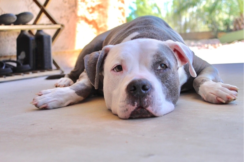 gray and white pitbull lying on the floor
