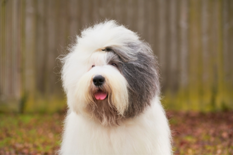 grey white old english sheepdog portrait