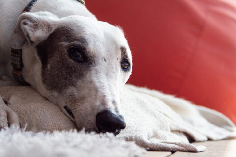 10 Best Dog Beds for Greyhounds in 2023