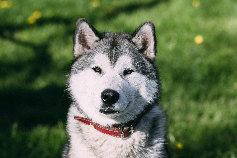 husky con ojos marrones