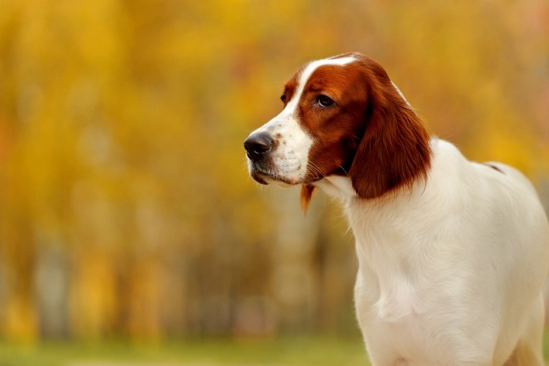 irish setter red and white