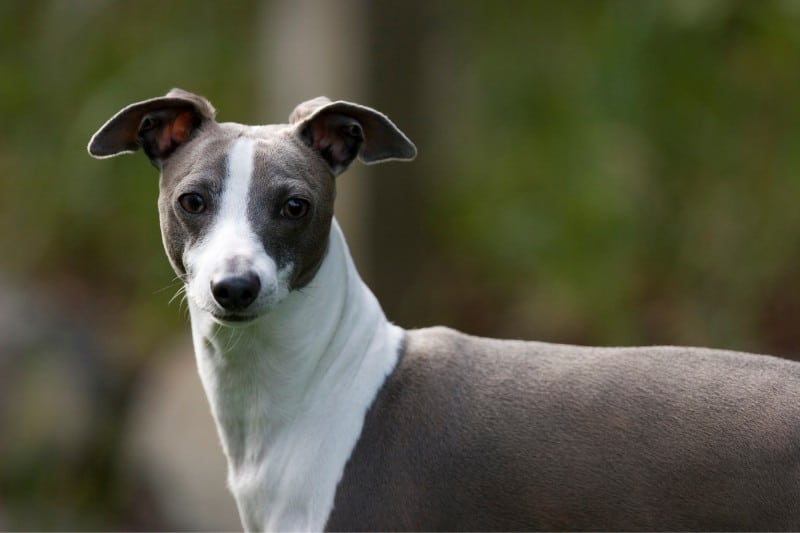 italian greyhound portrait