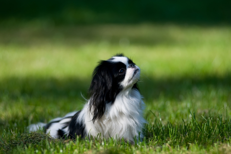 japanese chin lying down in a field