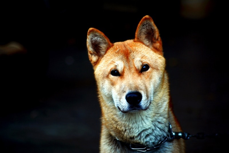 korean jindo dog portrait