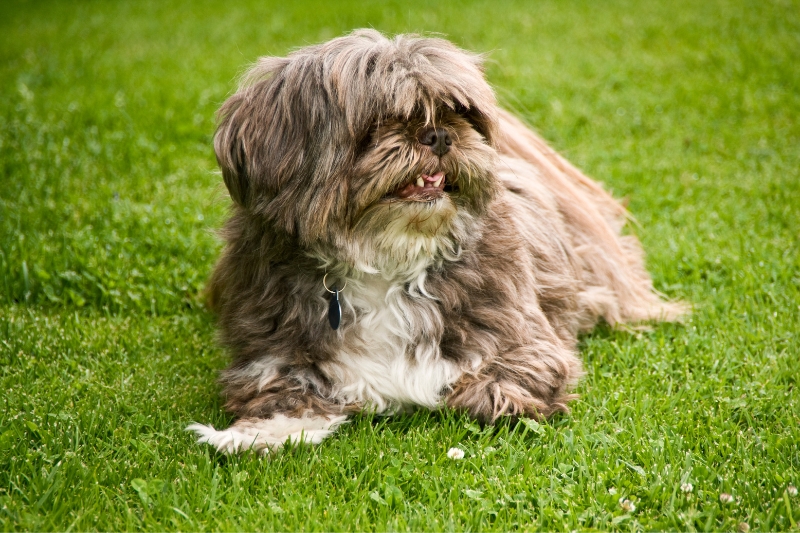 lhasa apso lying down
