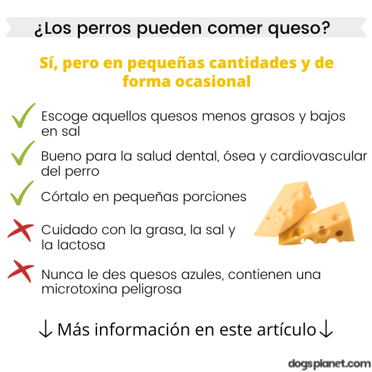 los perros pueden comer queso