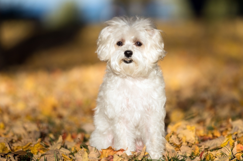 maltese dog on yellow leaves