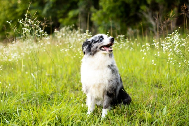 merle australian shepherd gray