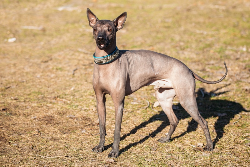 mexican hairless dog