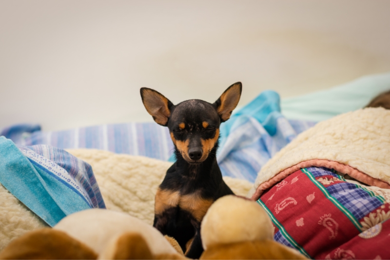 miniature pinscher pillows