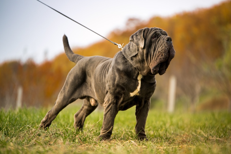 neapolitan mastiff in a field