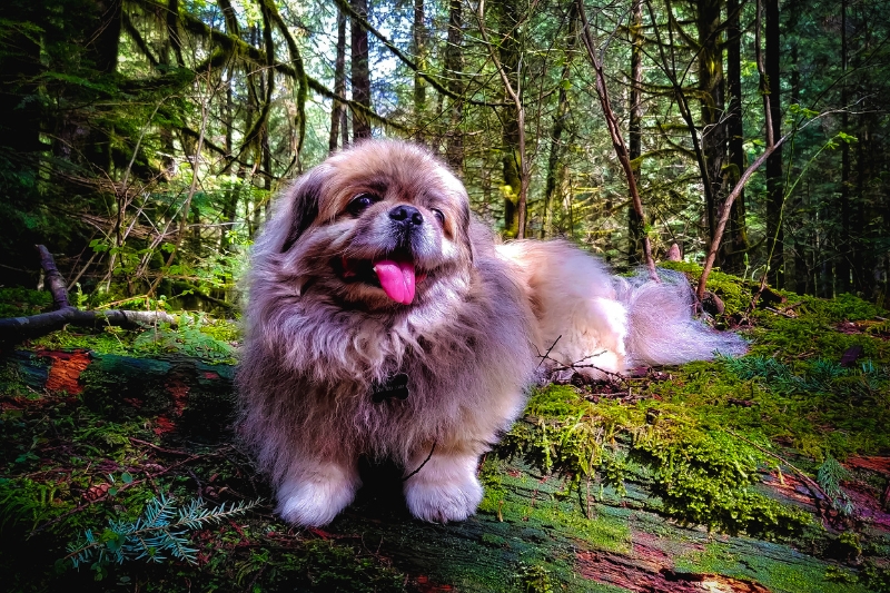 pekingese dog in a forest