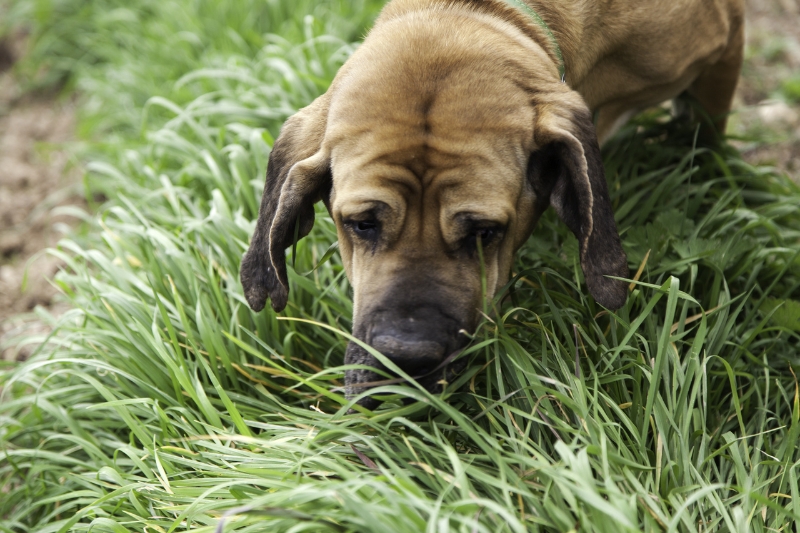 perro comiendo hierba