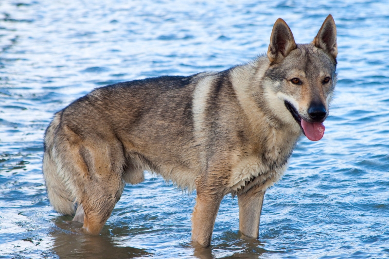 perro lobo checoslovaco en el agua