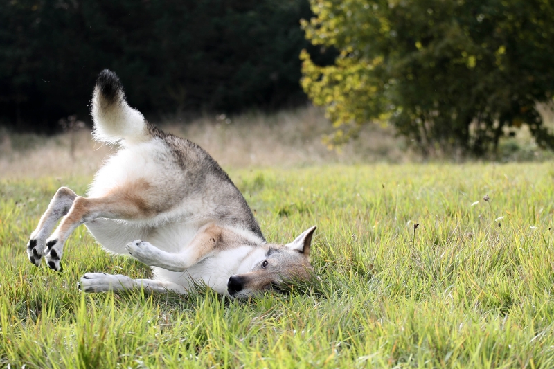 perro lobo checoslovaco jugando