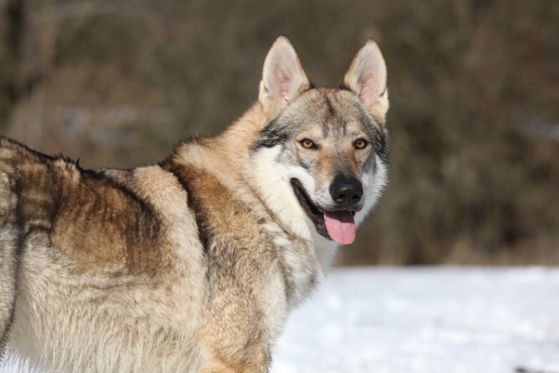 perro lobo checoslovaco retrato con la lengua fuera