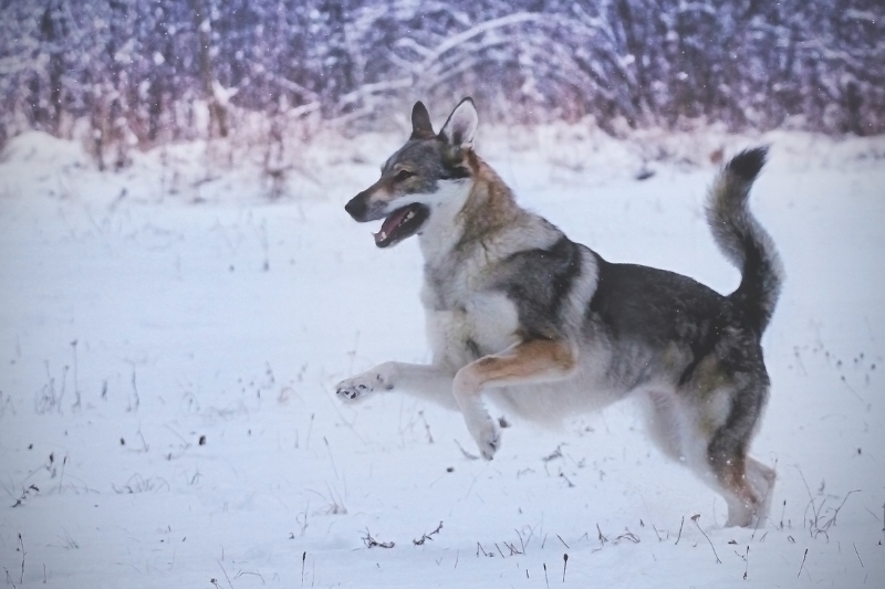 perro lobo checoslovaco saltando en la nieve
