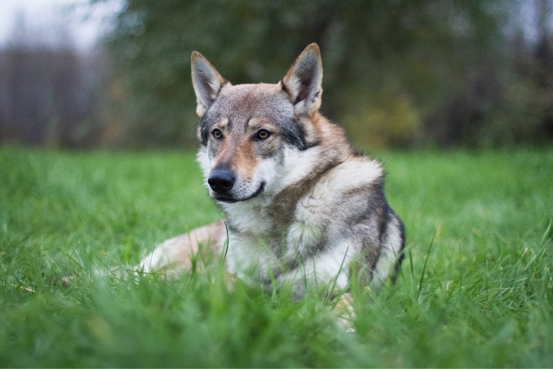 perro lobo checoslovaco tumbado en cesped