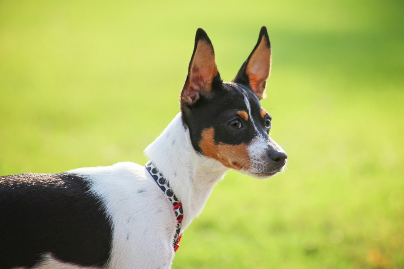rat terrier side view