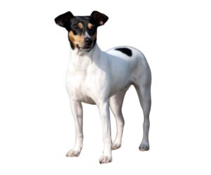 ratonero bodeguero andaluz fondo blanco
