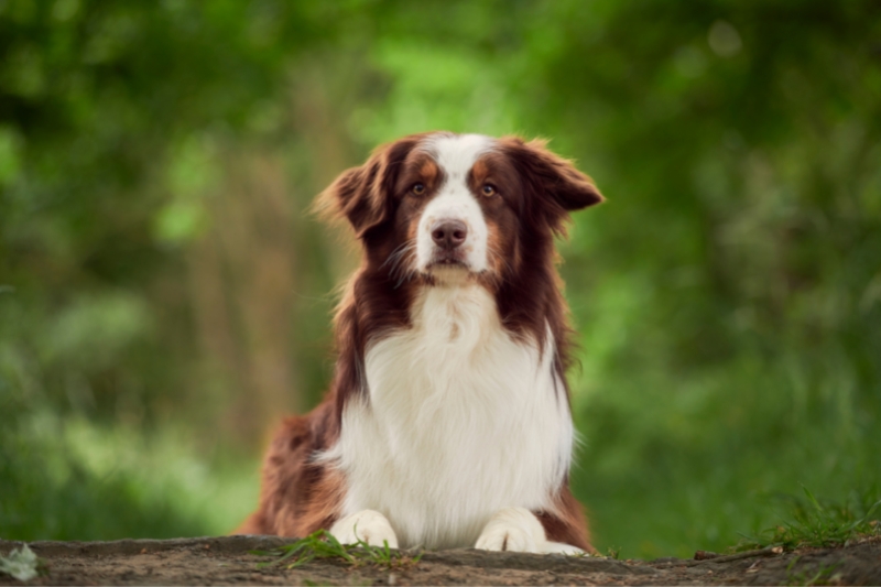 red and white australian shepherd