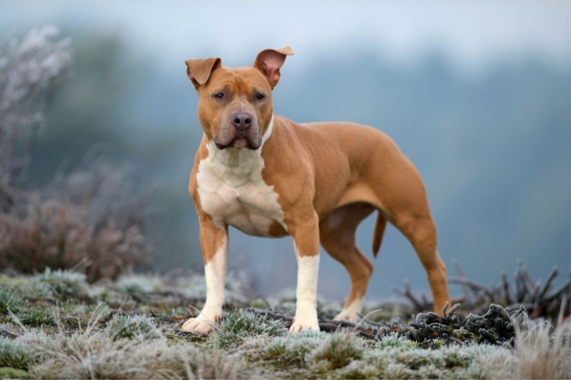 red white american staffordshire terrier