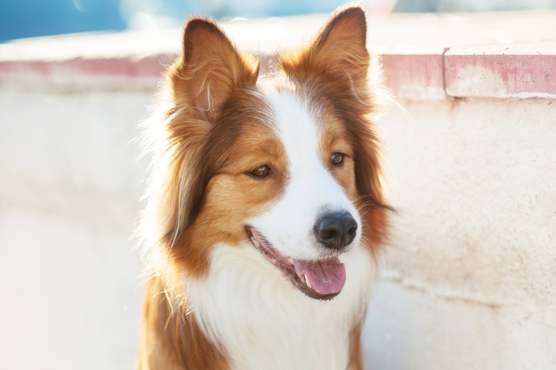 red white border collie