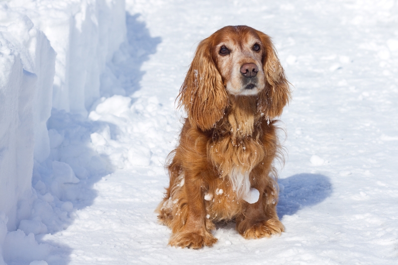 red white cocker spaniel