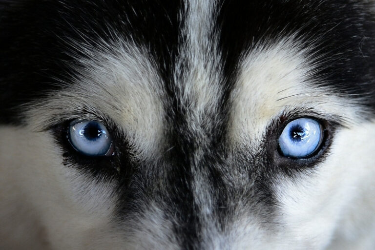 Todos Los Colores de Ojos del Husky Siberiano (¡Con Fotos!)