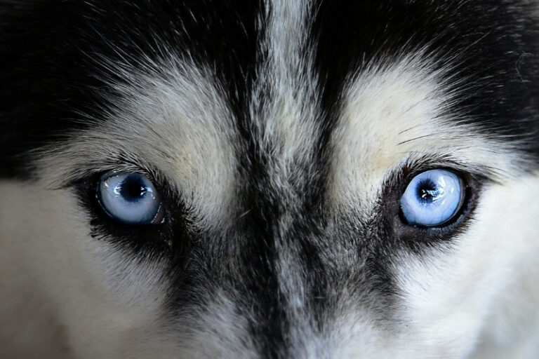 retrato ojos husky