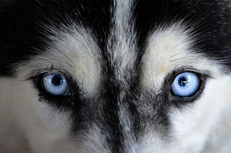 retrato ojos husky