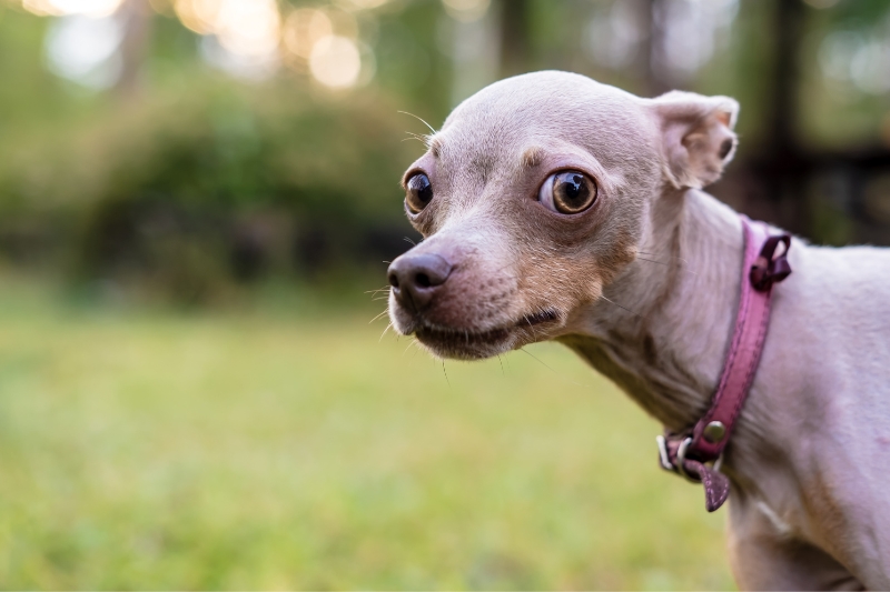 russian toy terrier portrait