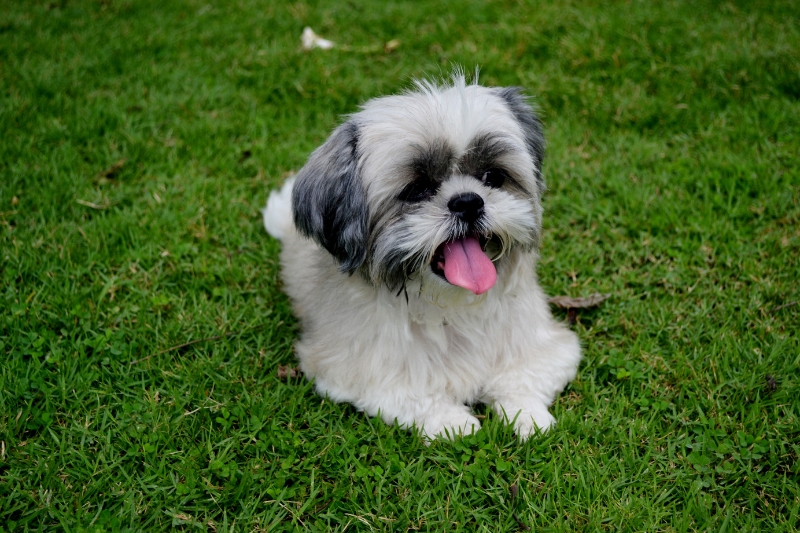 shih tzu on&nbsp;a field
