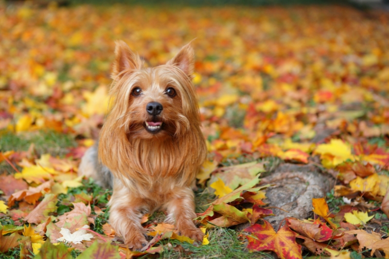 silky terrier autumn in leaves