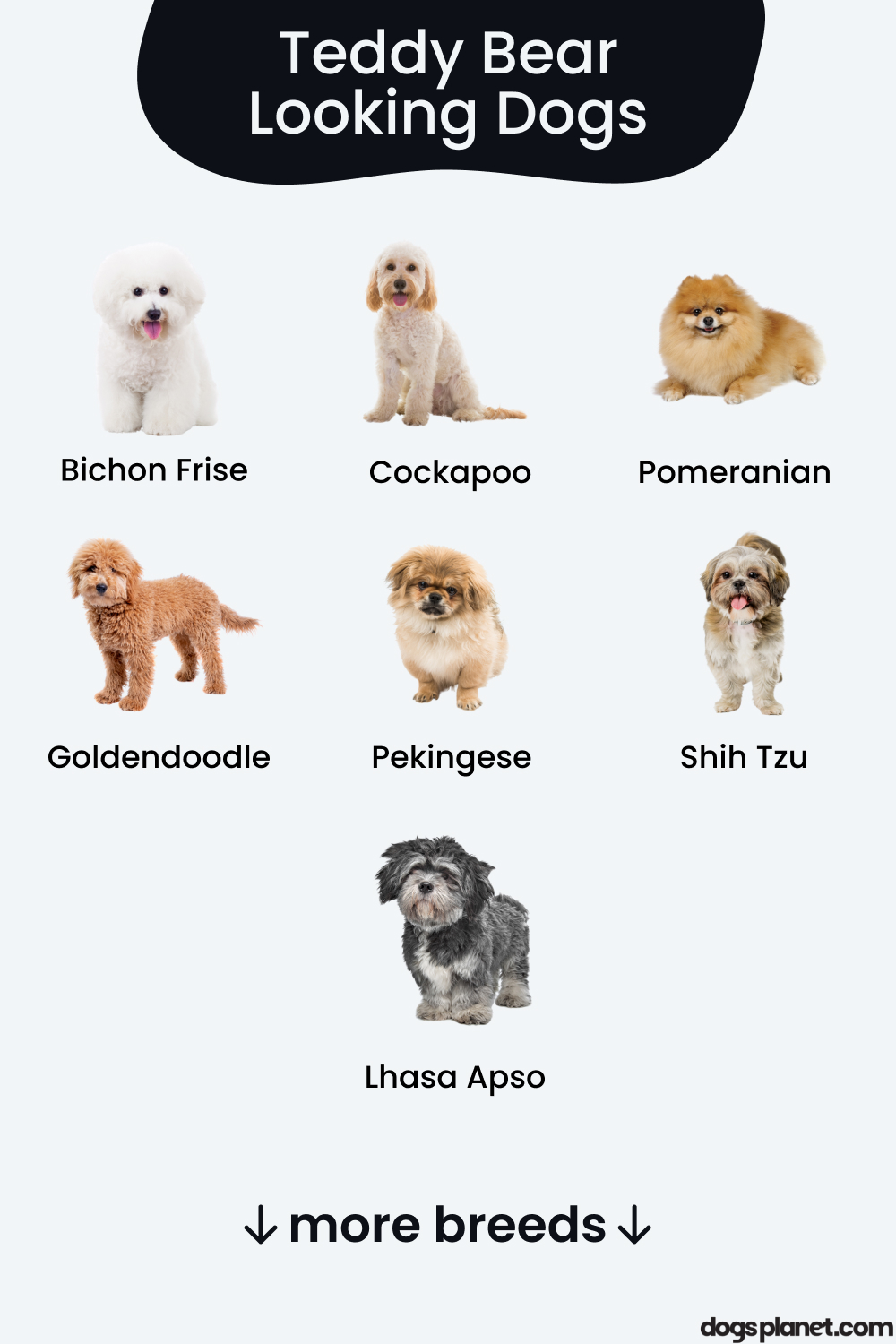 teddy bear looking dogs