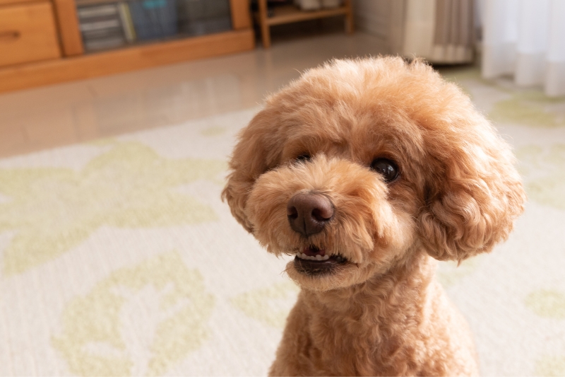 toy poodle portrait